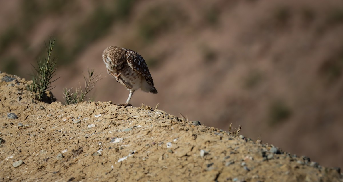 Burrowing Owl (Western) - ML617659785