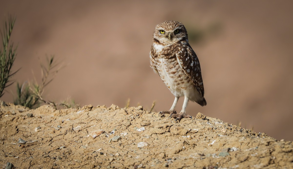 Burrowing Owl (Western) - ML617659789