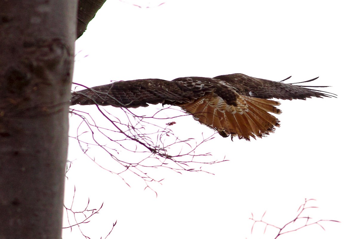 Red-tailed Hawk (abieticola) - ML617659821