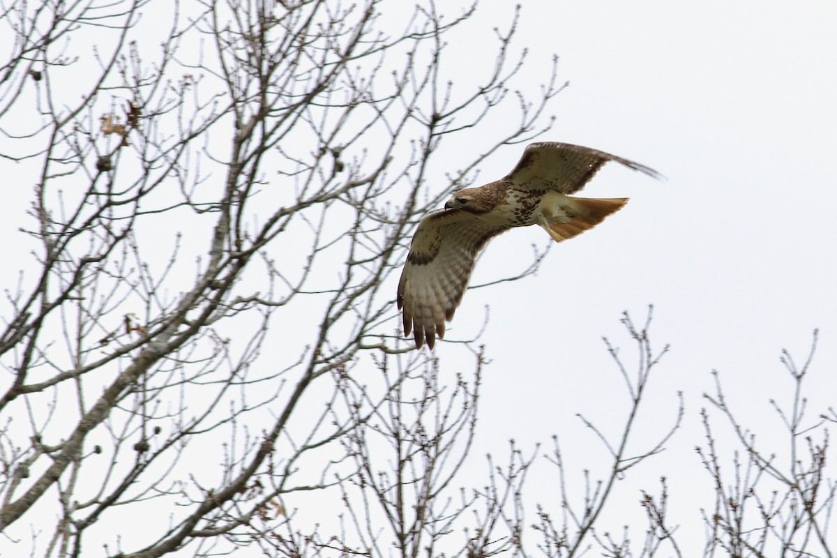 Red-tailed Hawk (abieticola) - ML617659822