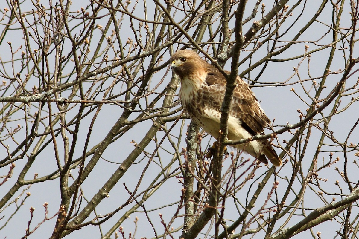 Red-tailed Hawk (abieticola) - ML617659825