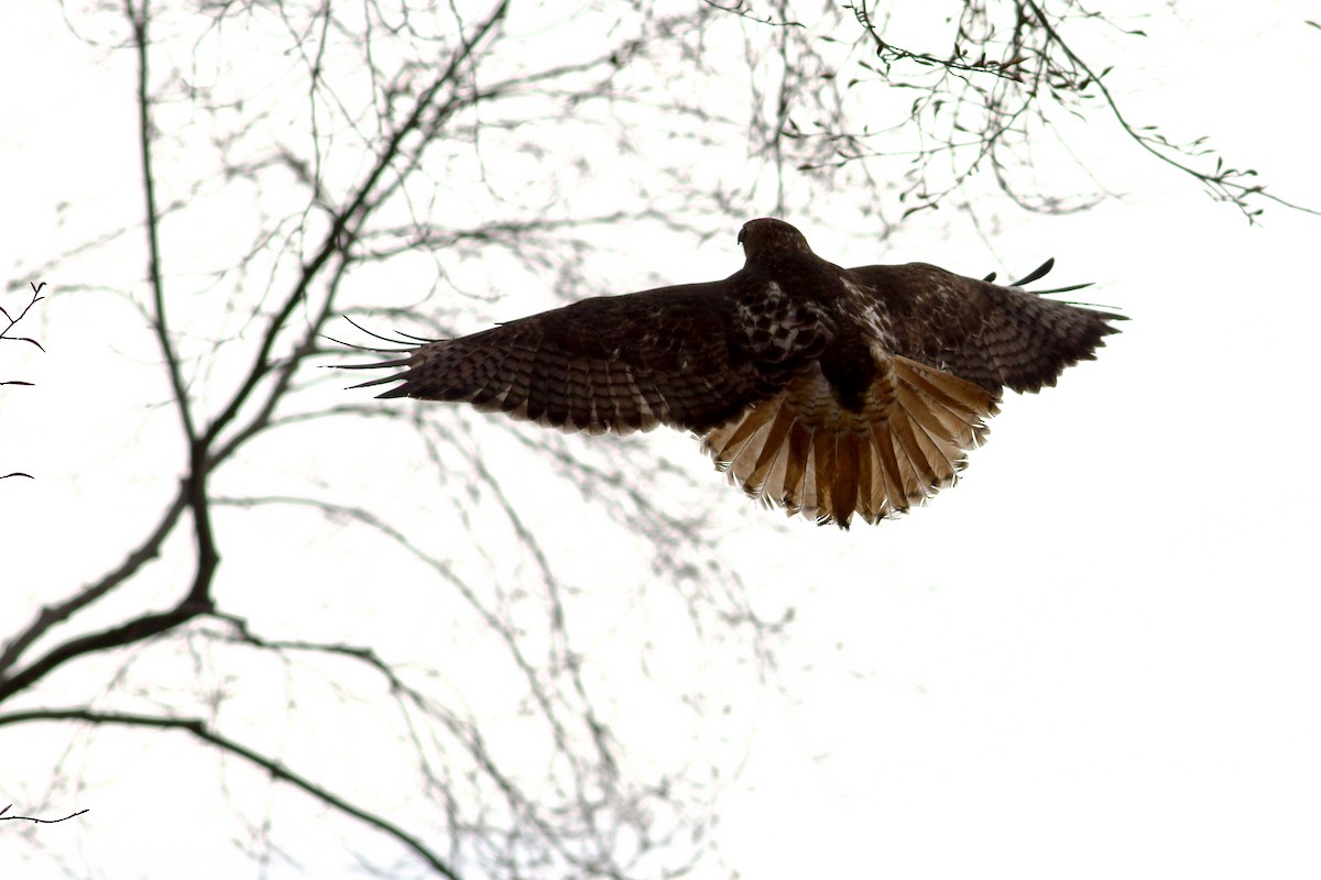 Red-tailed Hawk (abieticola) - ML617659827