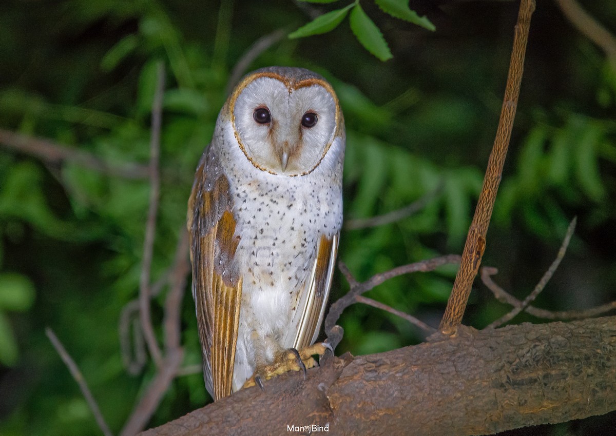 Barn Owl - Manoj Bind