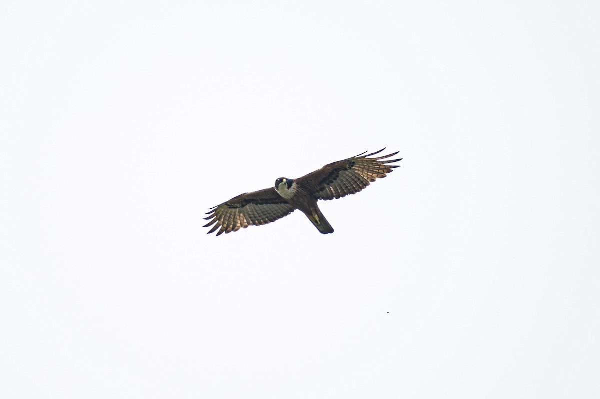 Rufous-bellied Eagle - ML617659871