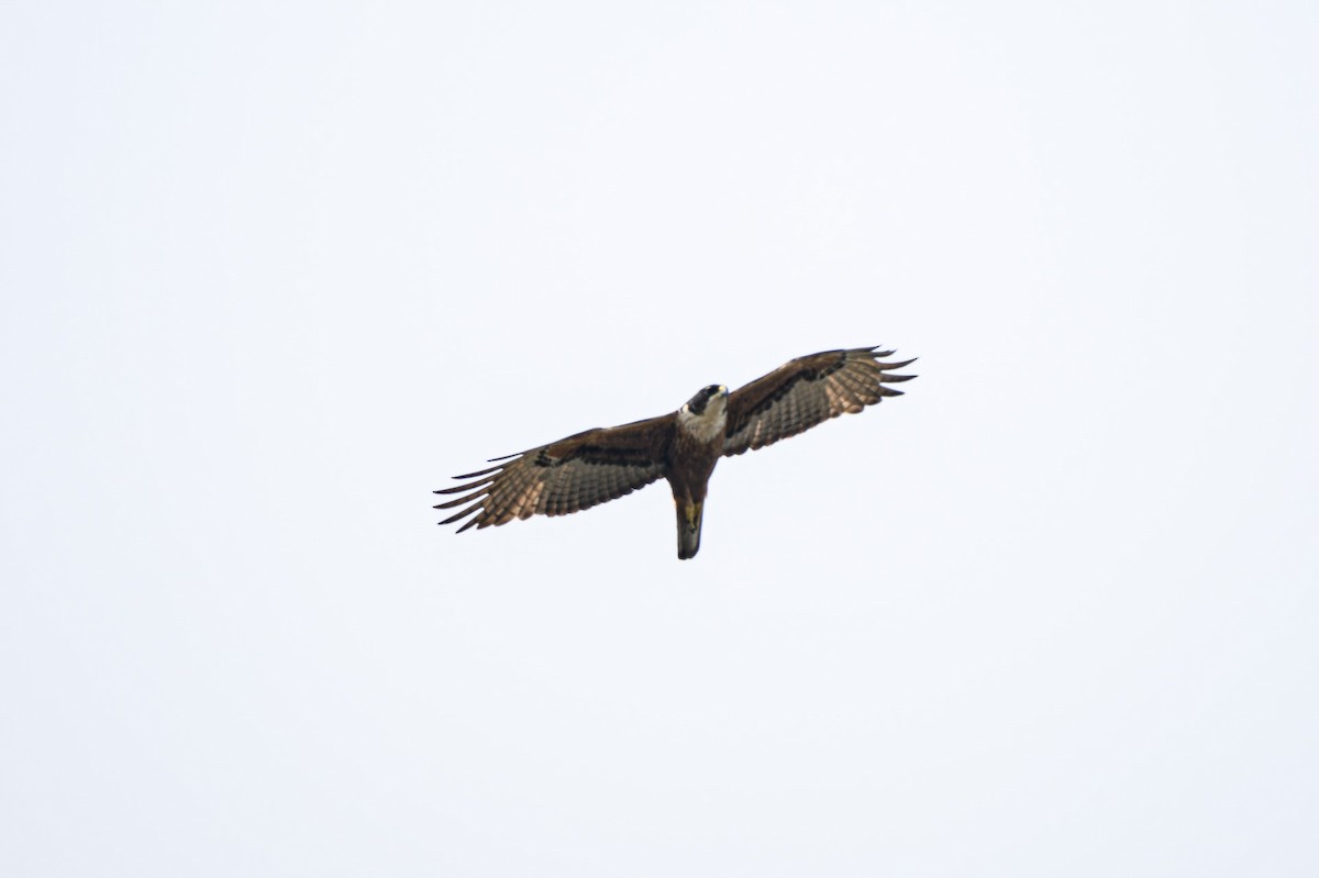 Rufous-bellied Eagle - Sudhir Paul