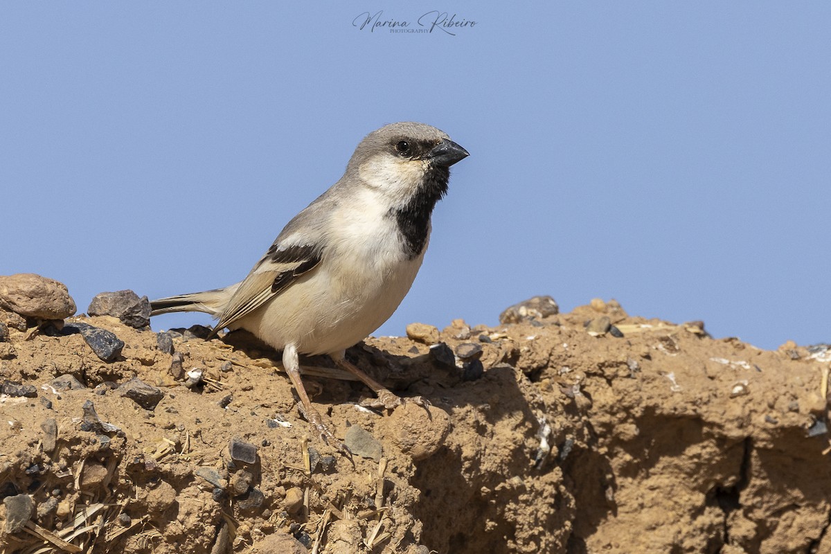 Desert Sparrow - Marina Ribeiro
