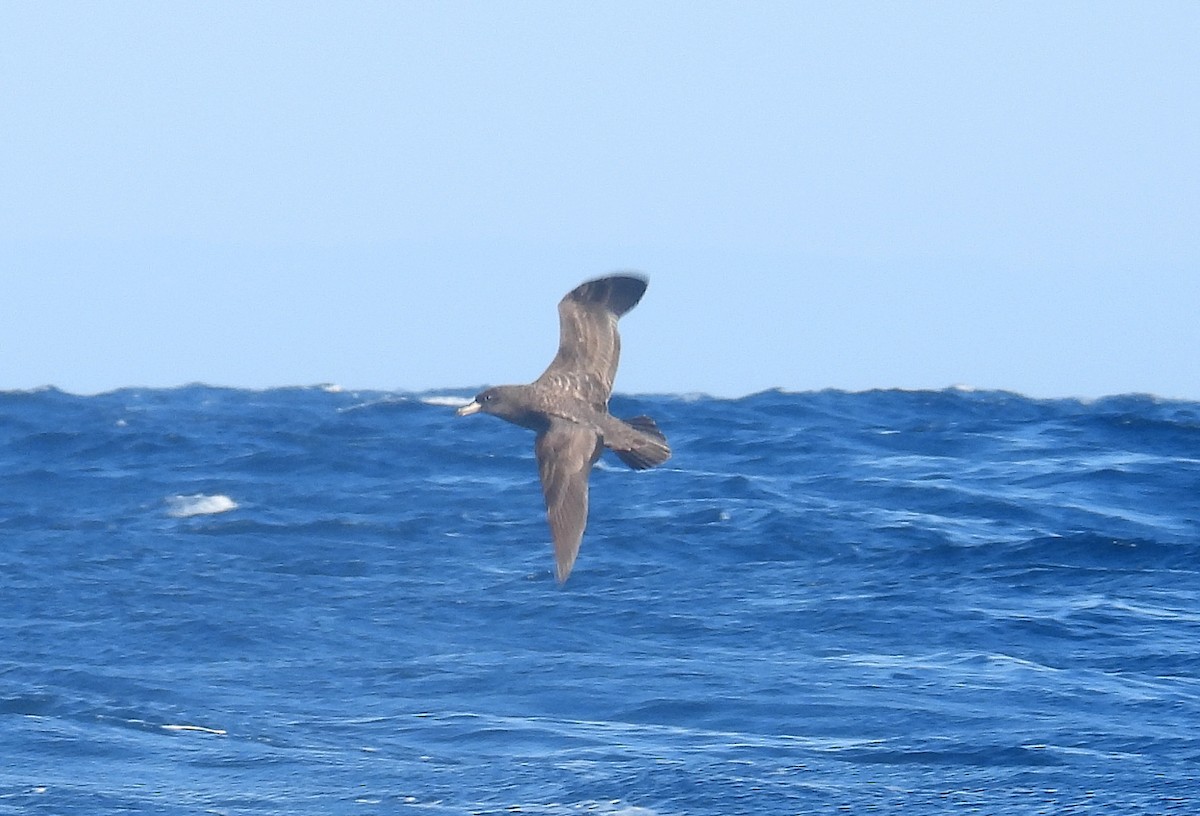 Flesh-footed Shearwater - ML617659935