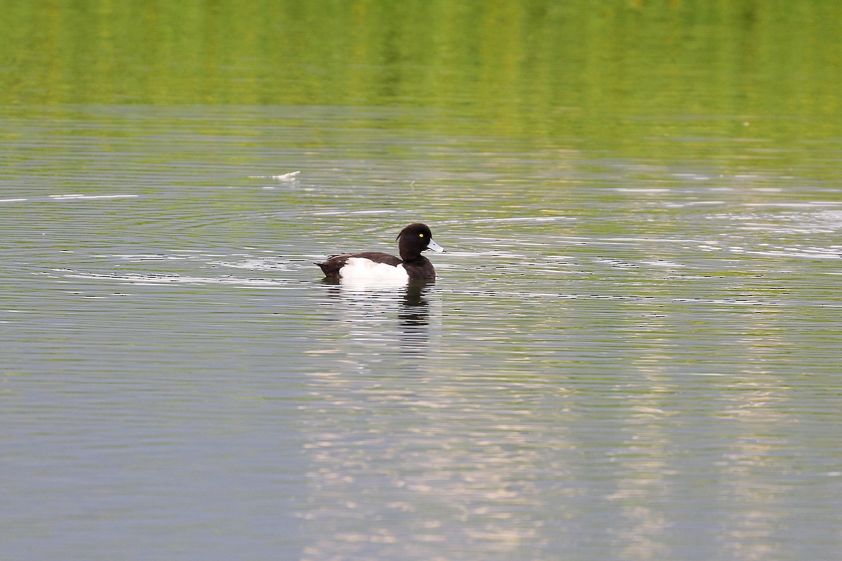 Tufted Duck - ML617659937