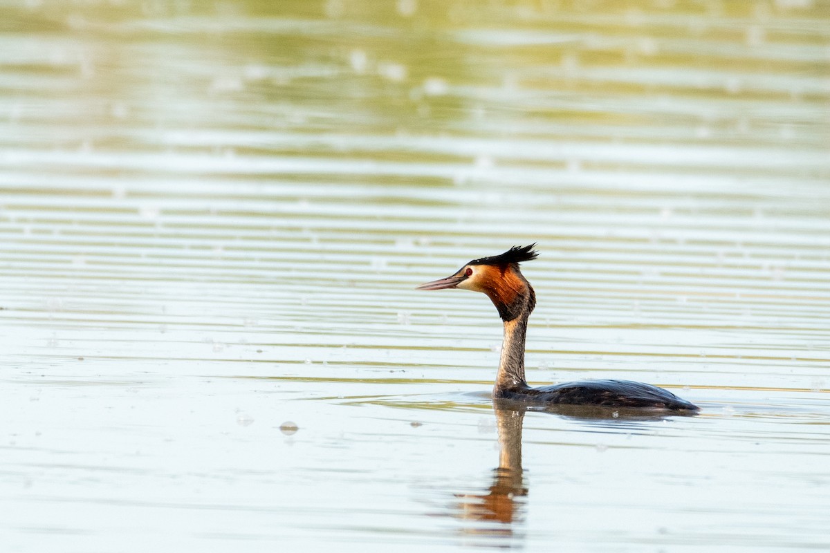 Great Crested Grebe - ML617659982