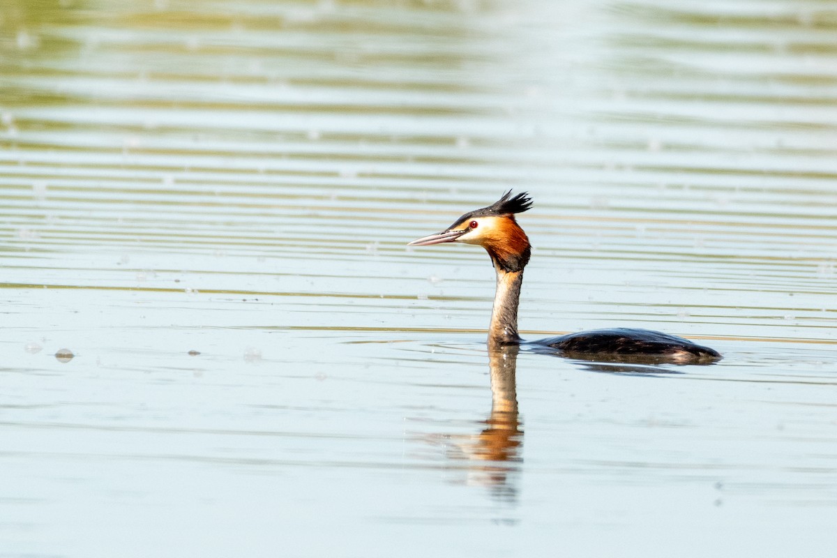 Great Crested Grebe - ML617659983