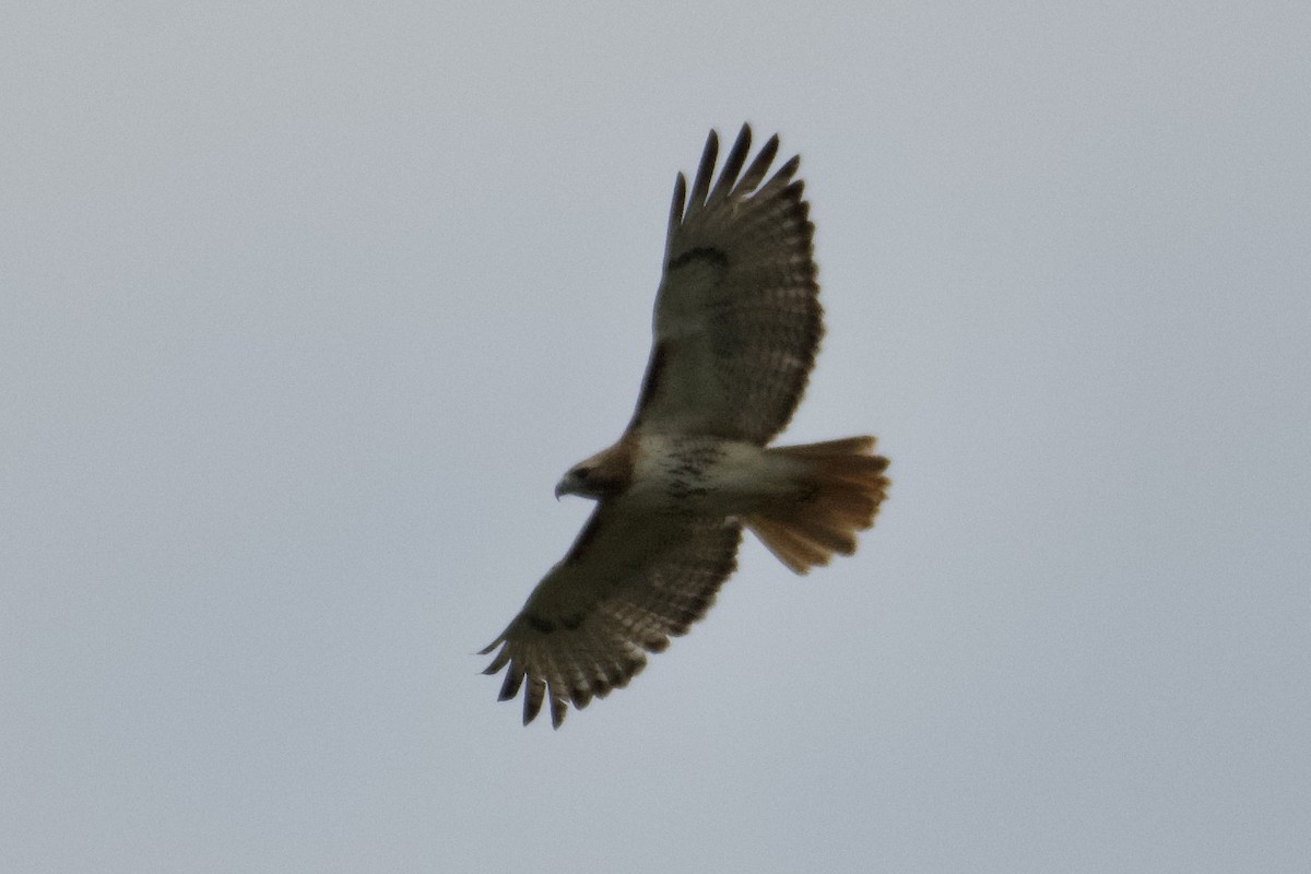 Red-tailed Hawk - ML617660020