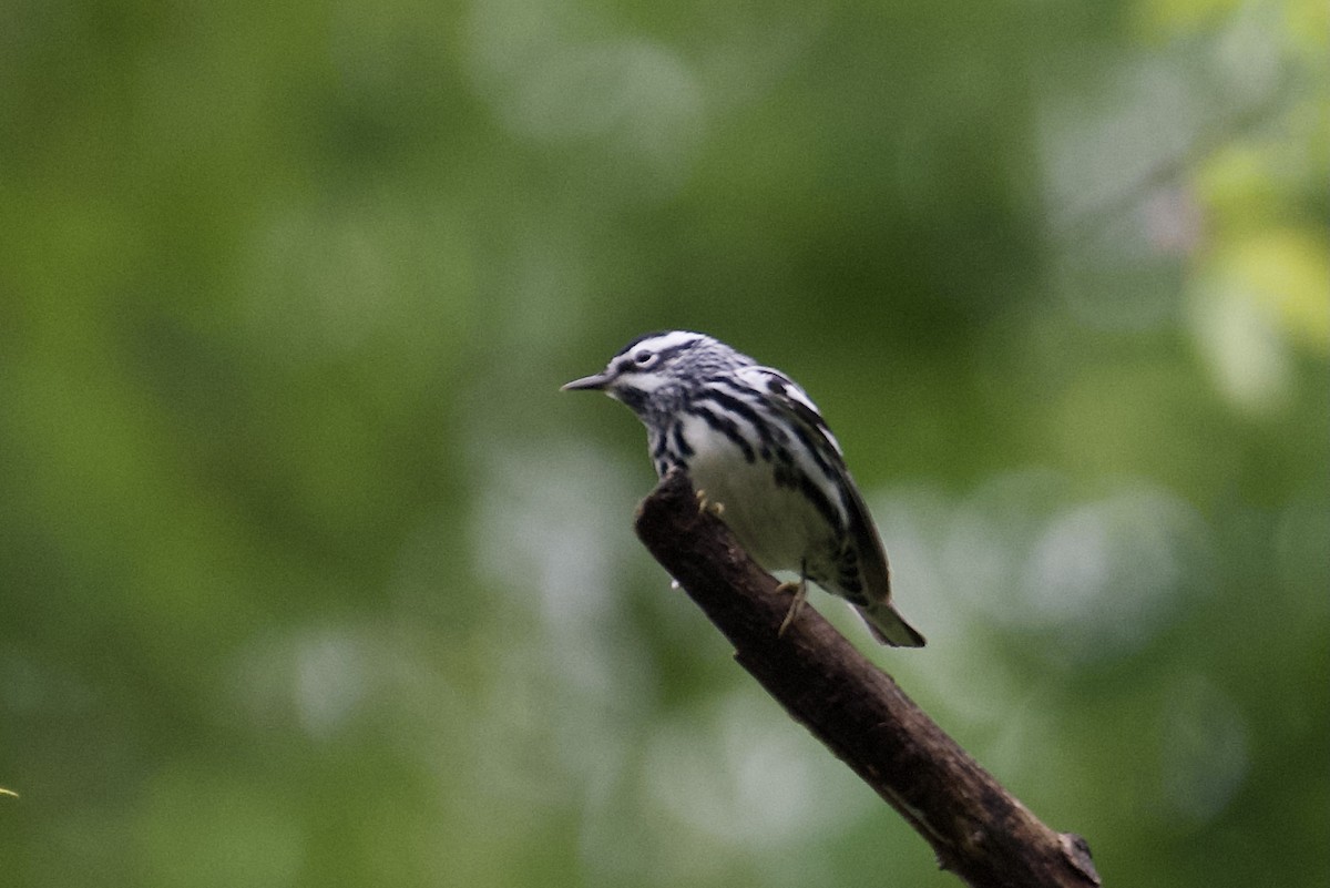 Black-and-white Warbler - ML617660038