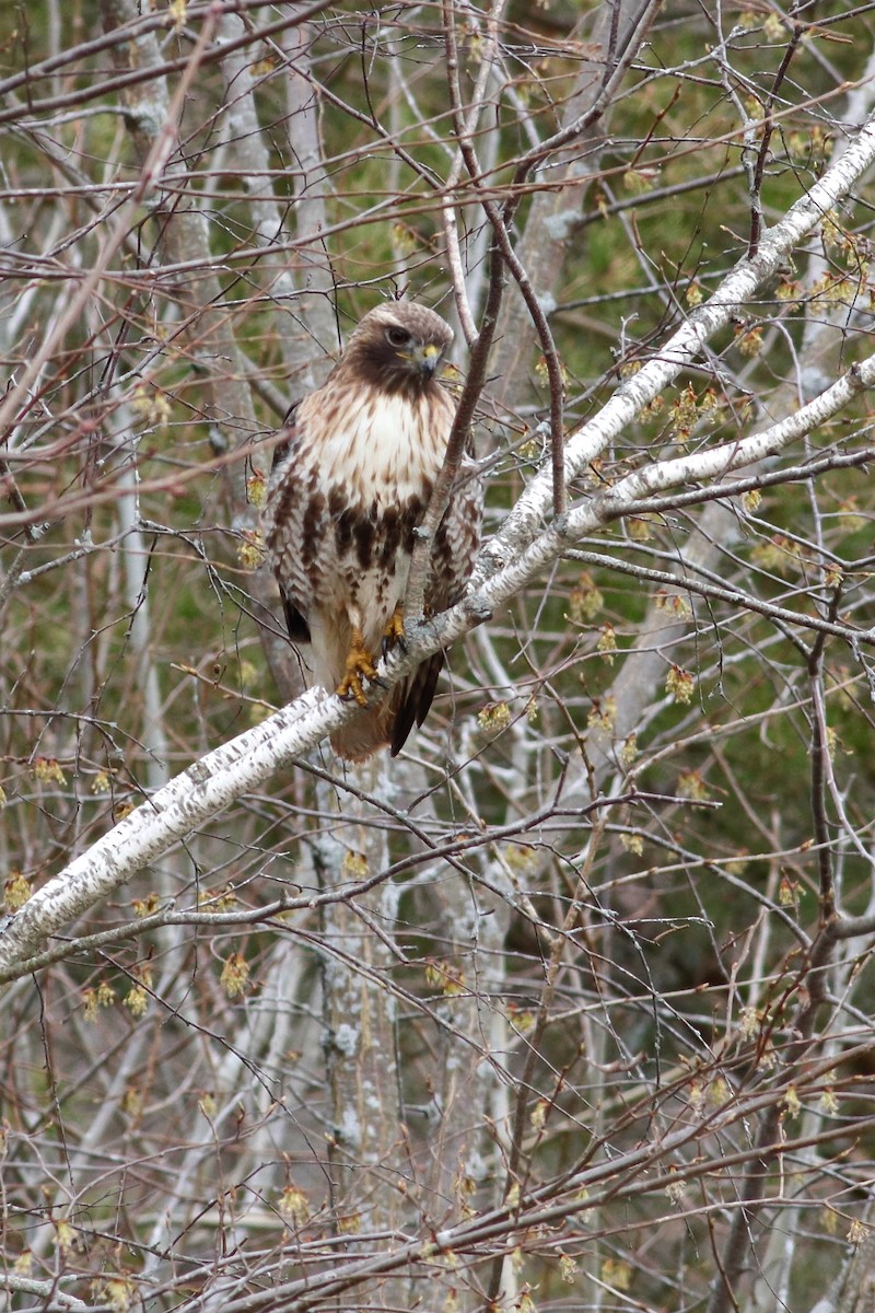Red-tailed Hawk (abieticola) - ML617660064