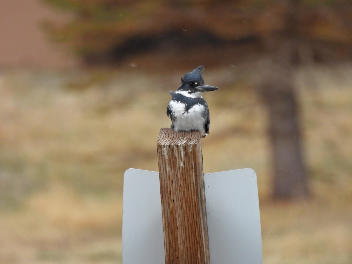 Belted Kingfisher - ML617660080