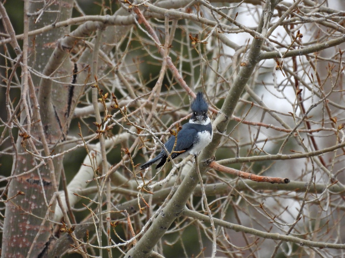 Belted Kingfisher - ML617660081