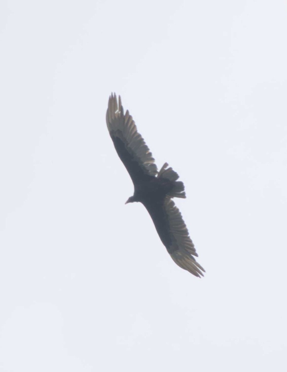 Turkey Vulture - ML617660146