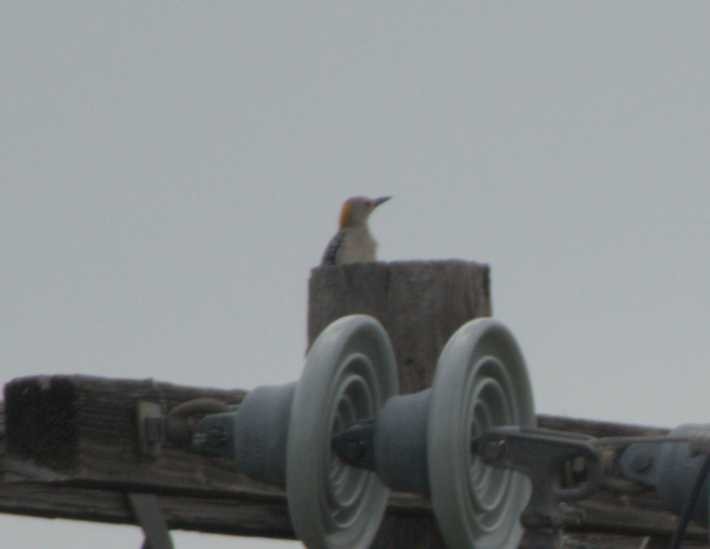 Golden-fronted Woodpecker - ML617660154