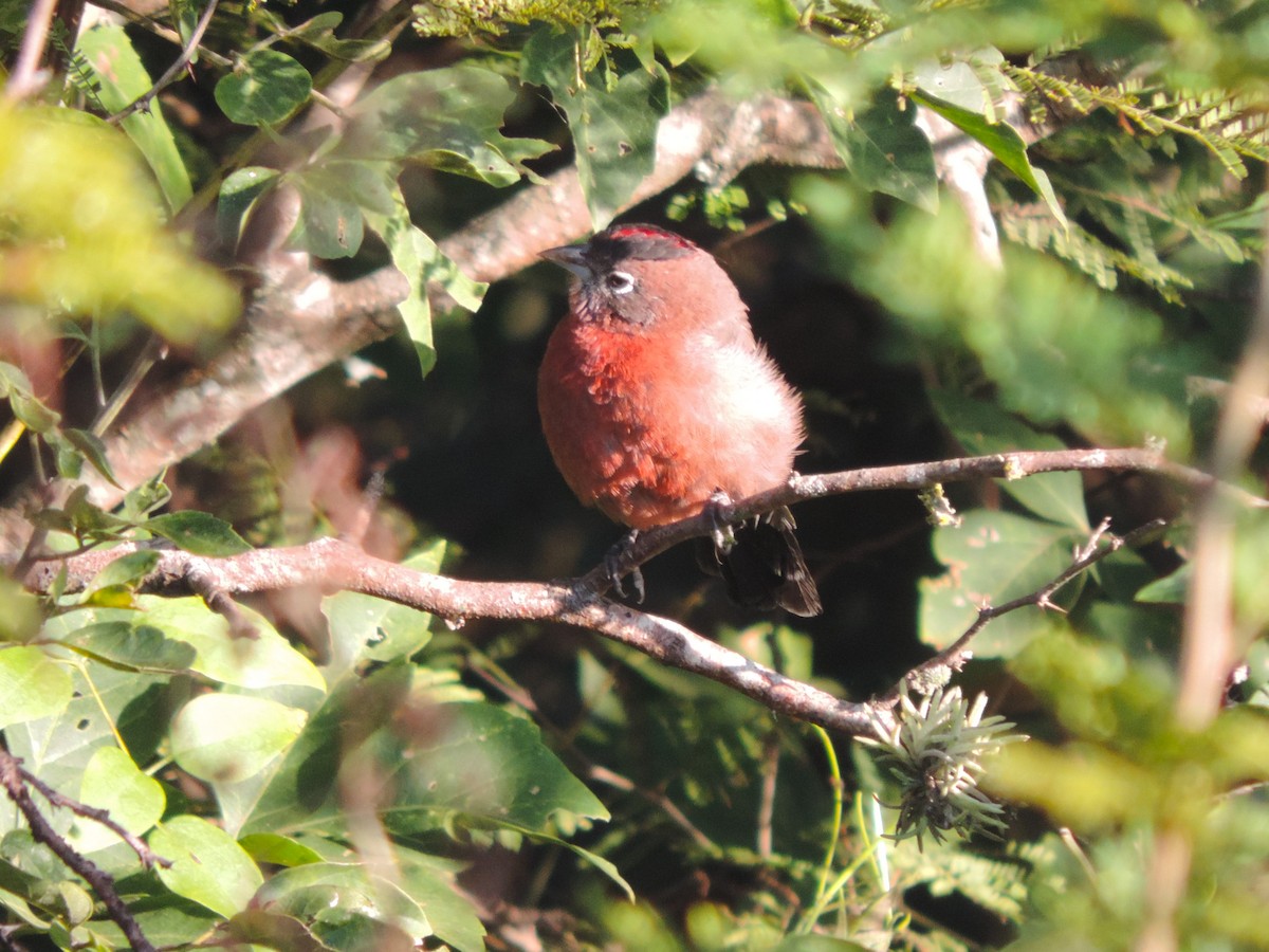 Red-crested Finch - ML617660155