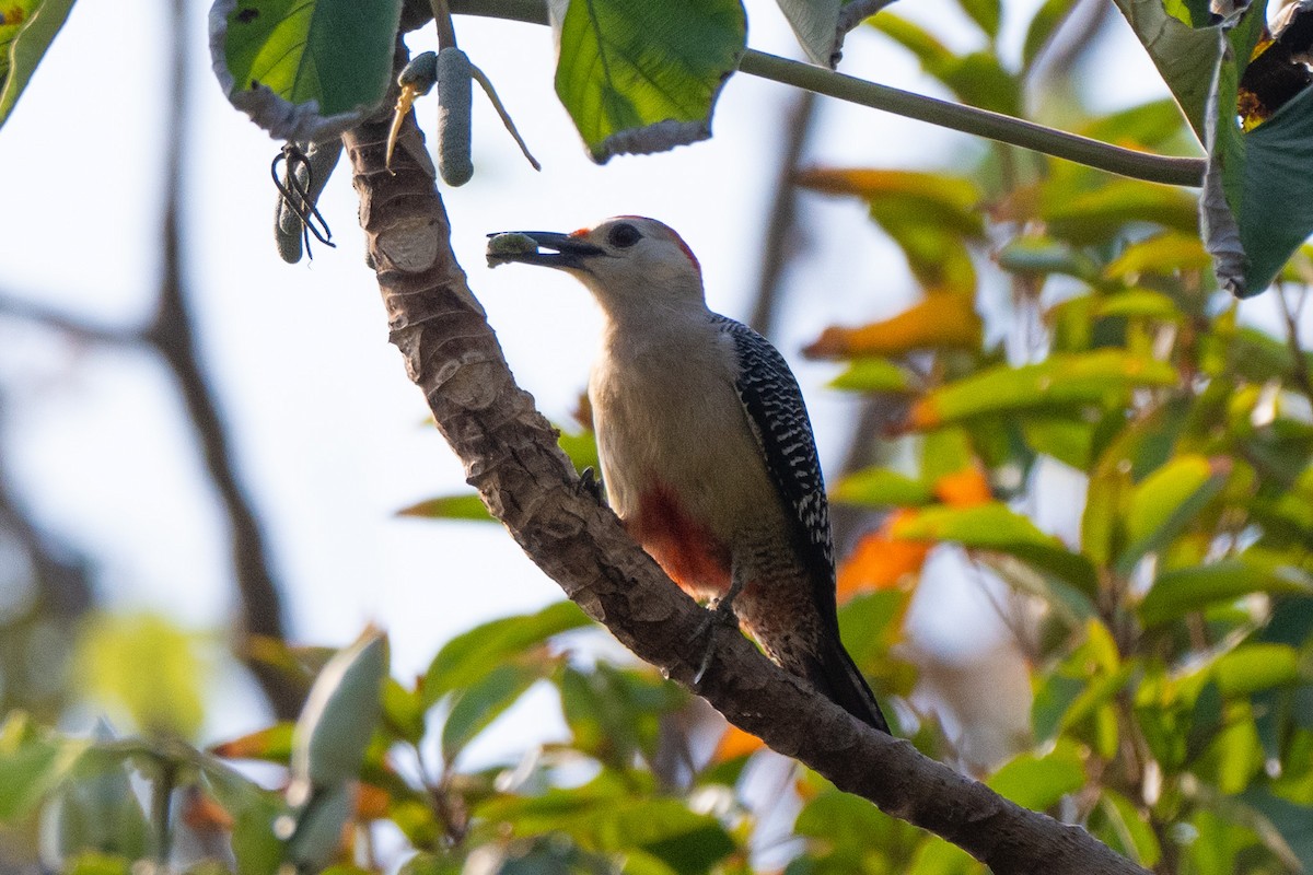 Golden-fronted Woodpecker (Velasquez's) - ML617660171