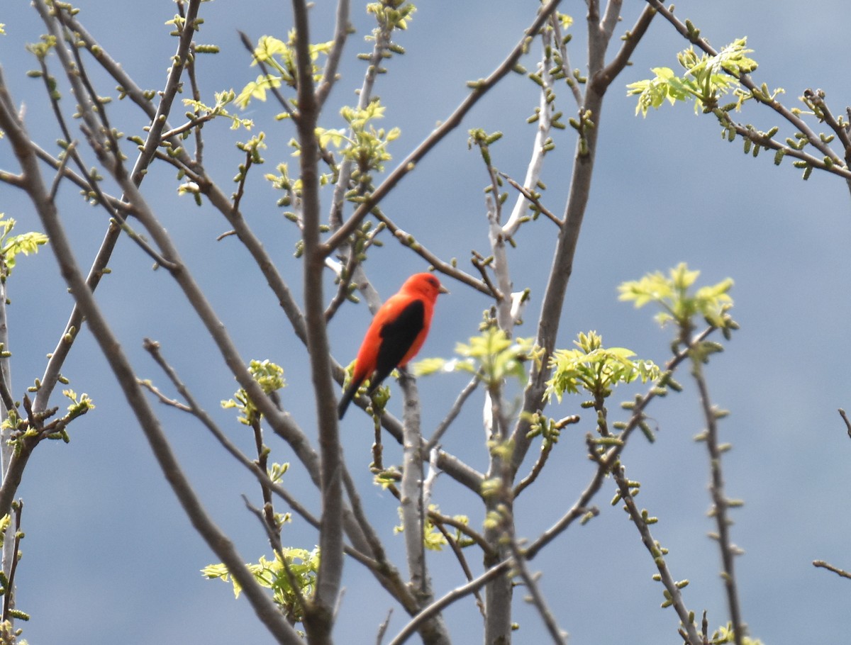 Scarlet Tanager - ML617660173