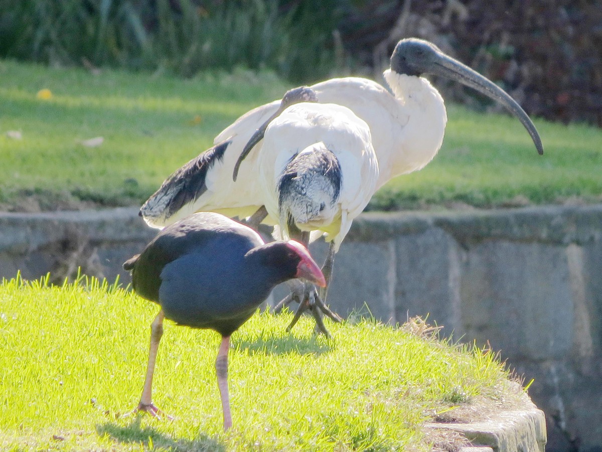 ibis australský - ML61766021