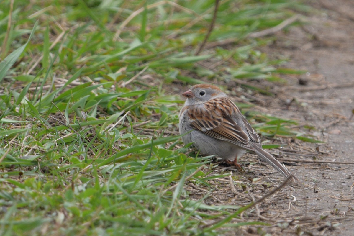 Field Sparrow - ML617660261