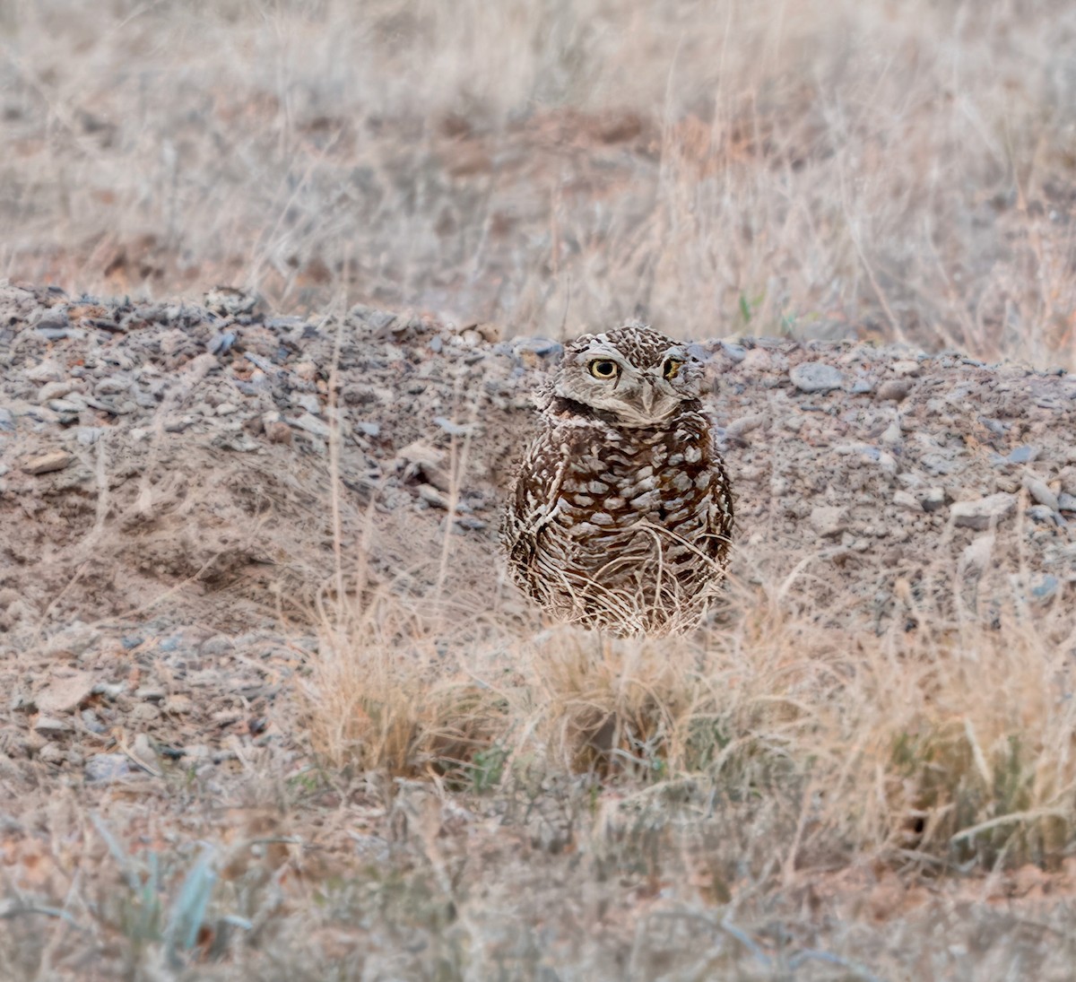 Burrowing Owl - ML617660435