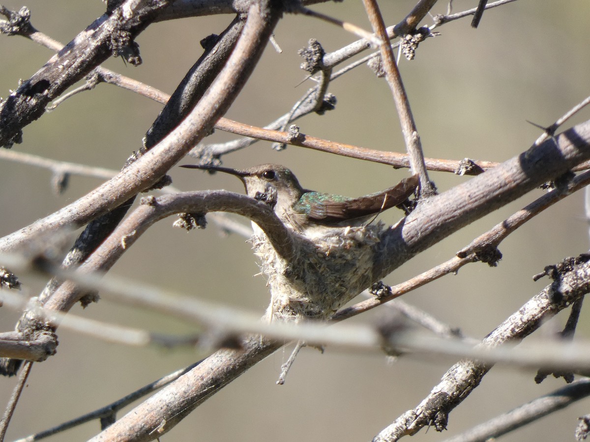 Black-chinned Hummingbird - ML617660446