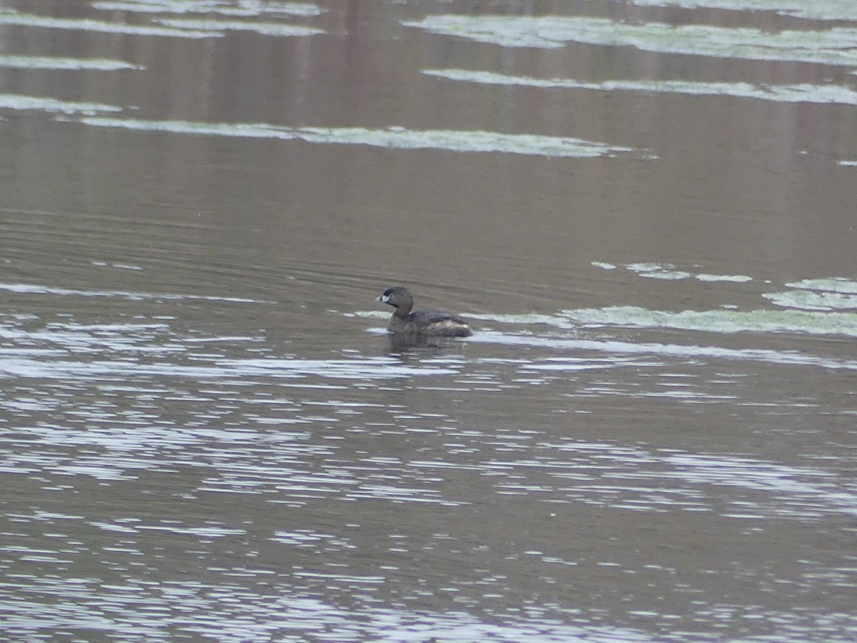 eBird Checklist 20 Apr 2024 Frost Fish Creek, Chatham 28 species