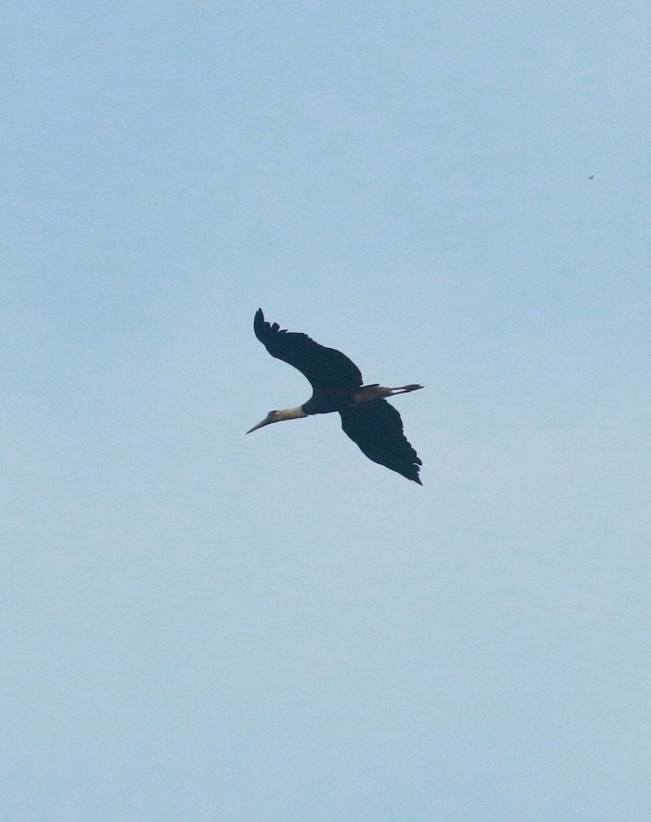 Asian Woolly-necked Stork - ML617660482
