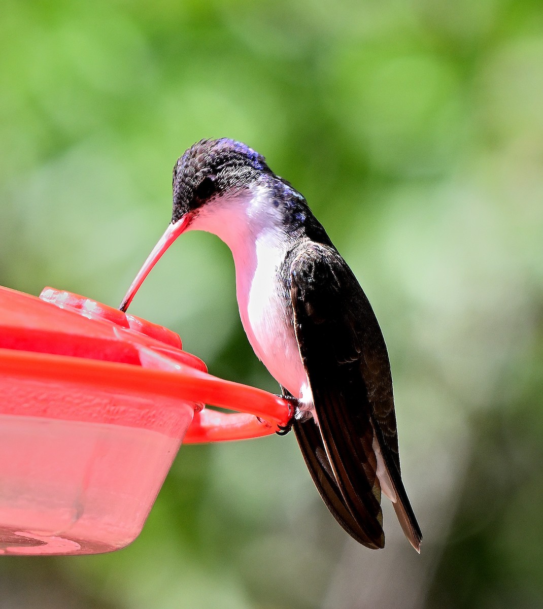 Violet-crowned Hummingbird - Steve Butterworth
