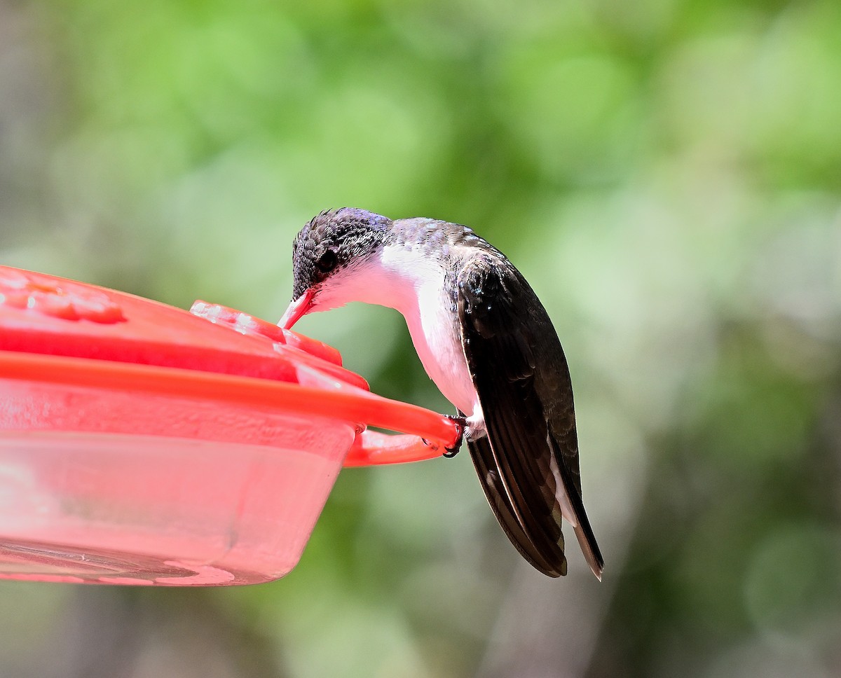 Violet-crowned Hummingbird - ML617660513