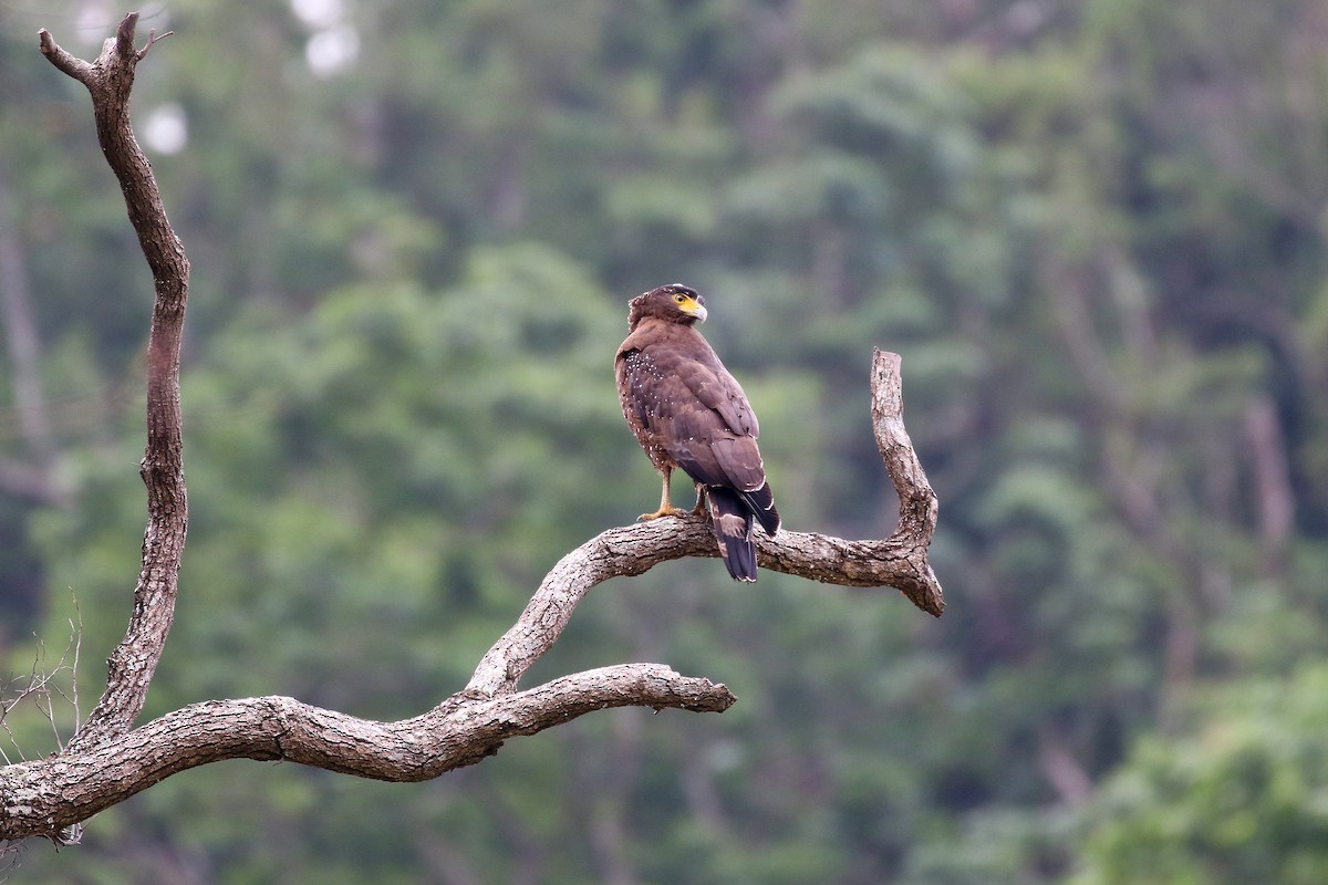 Crested Serpent-Eagle - Chih-Wei(David) Lin