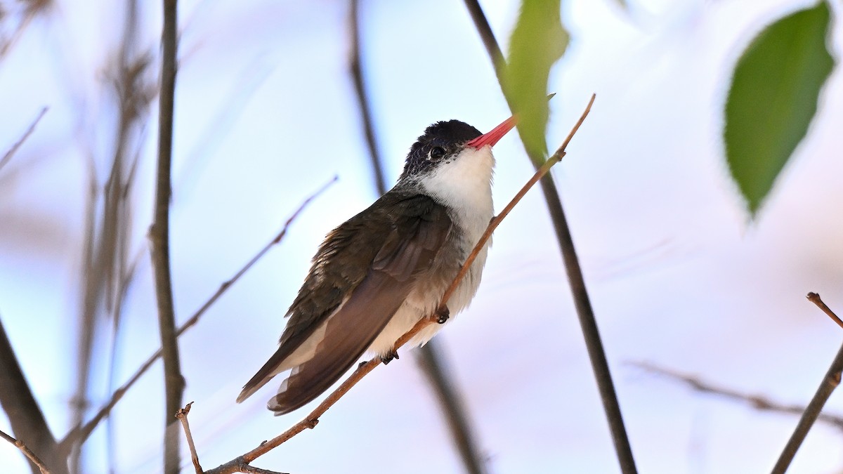 kolibřík fialovokorunkatý - ML617660564