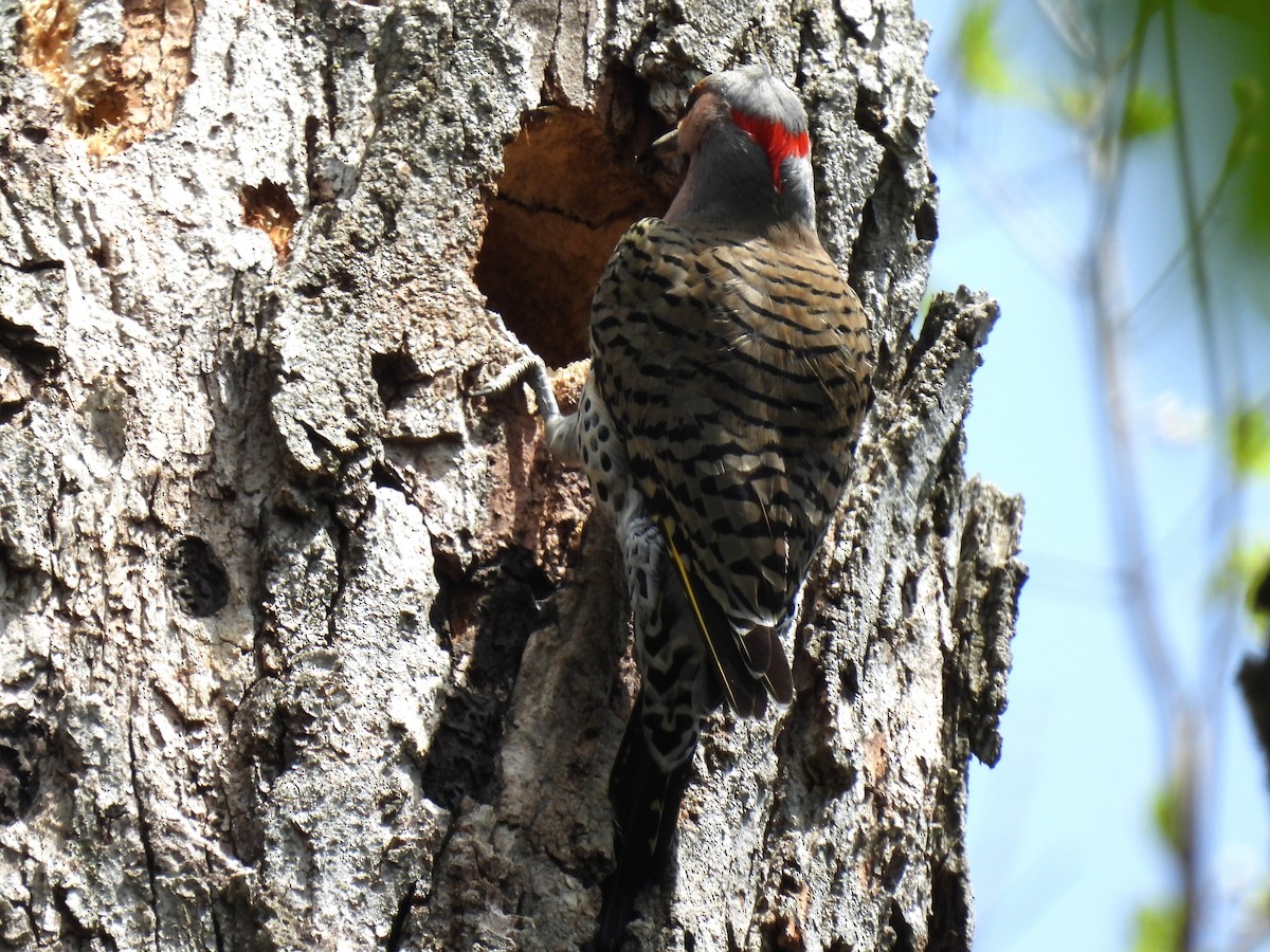 Northern Flicker - Patricia and Richard Williams