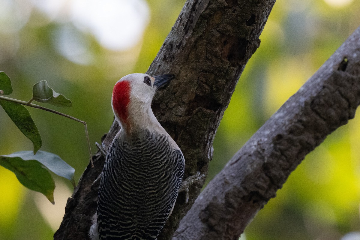 Golden-fronted Woodpecker (Velasquez's) - ML617660764