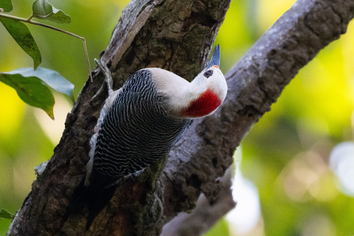 Golden-fronted Woodpecker (Velasquez's) - ML617660765