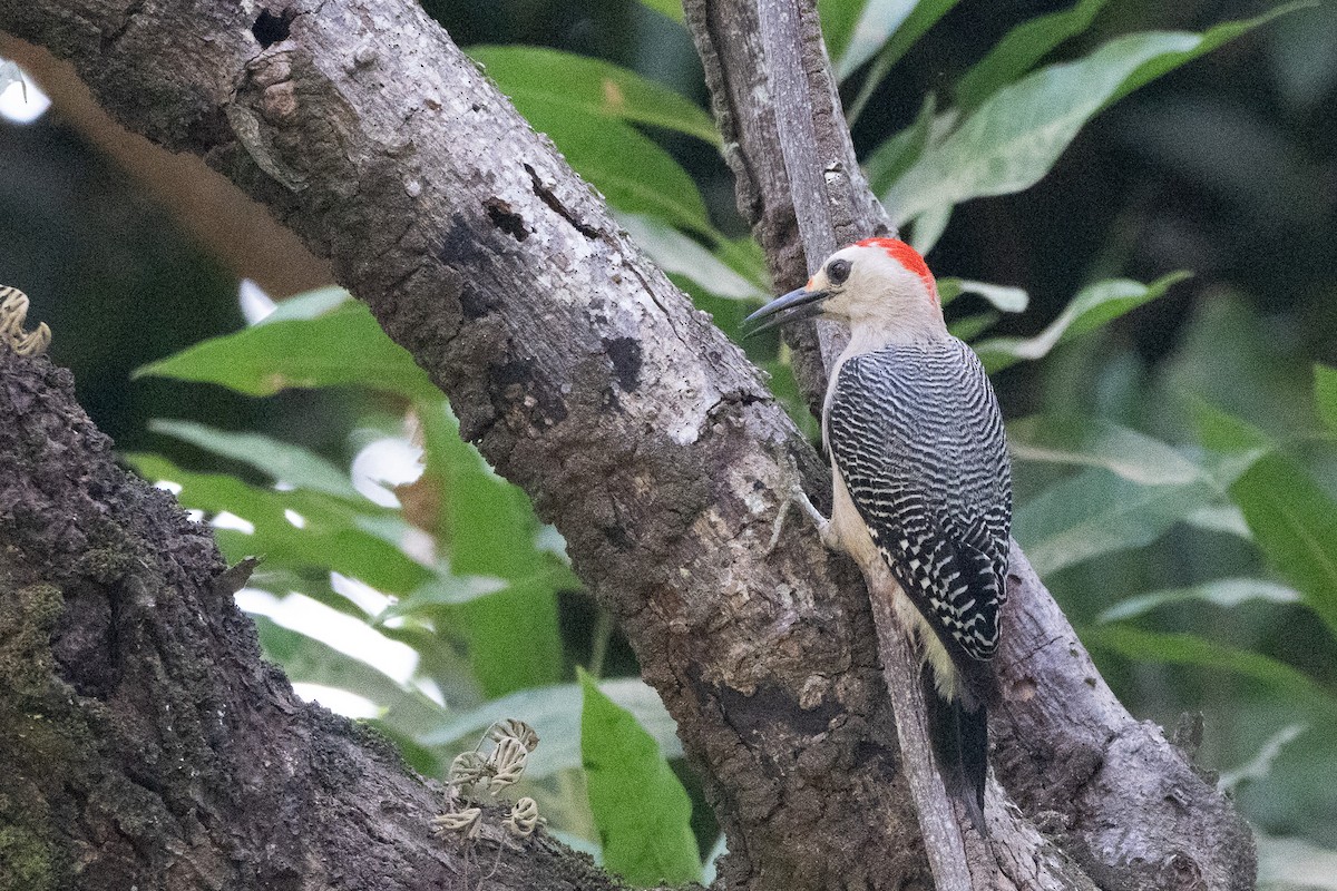 Golden-fronted Woodpecker (Velasquez's) - ML617660766