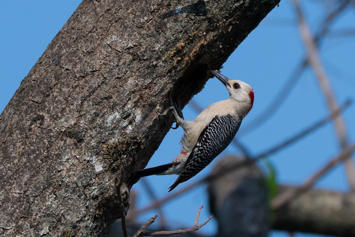 Golden-fronted Woodpecker (Velasquez's) - ML617660767