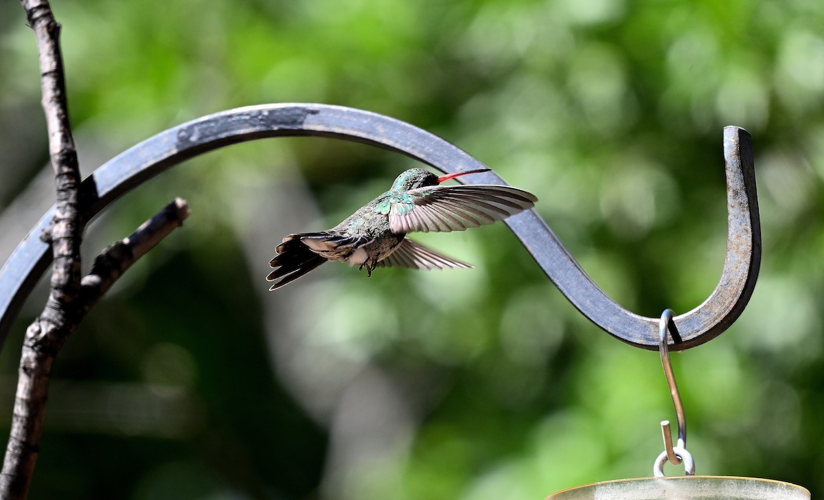 Broad-billed Hummingbird - ML617660793