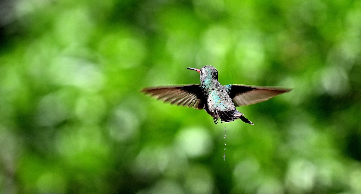 Broad-billed Hummingbird - Steve Butterworth