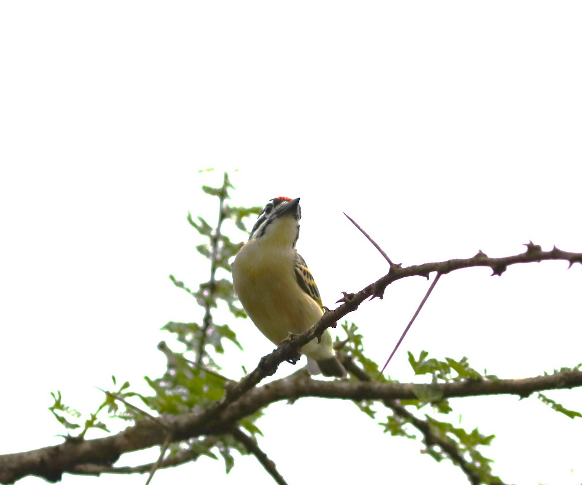 Red-fronted Tinkerbird - ML617660856