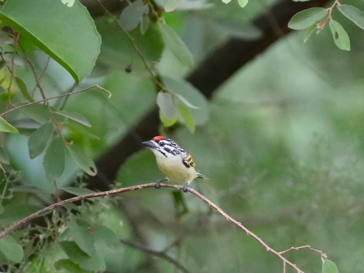 Red-fronted Tinkerbird - ML617660857