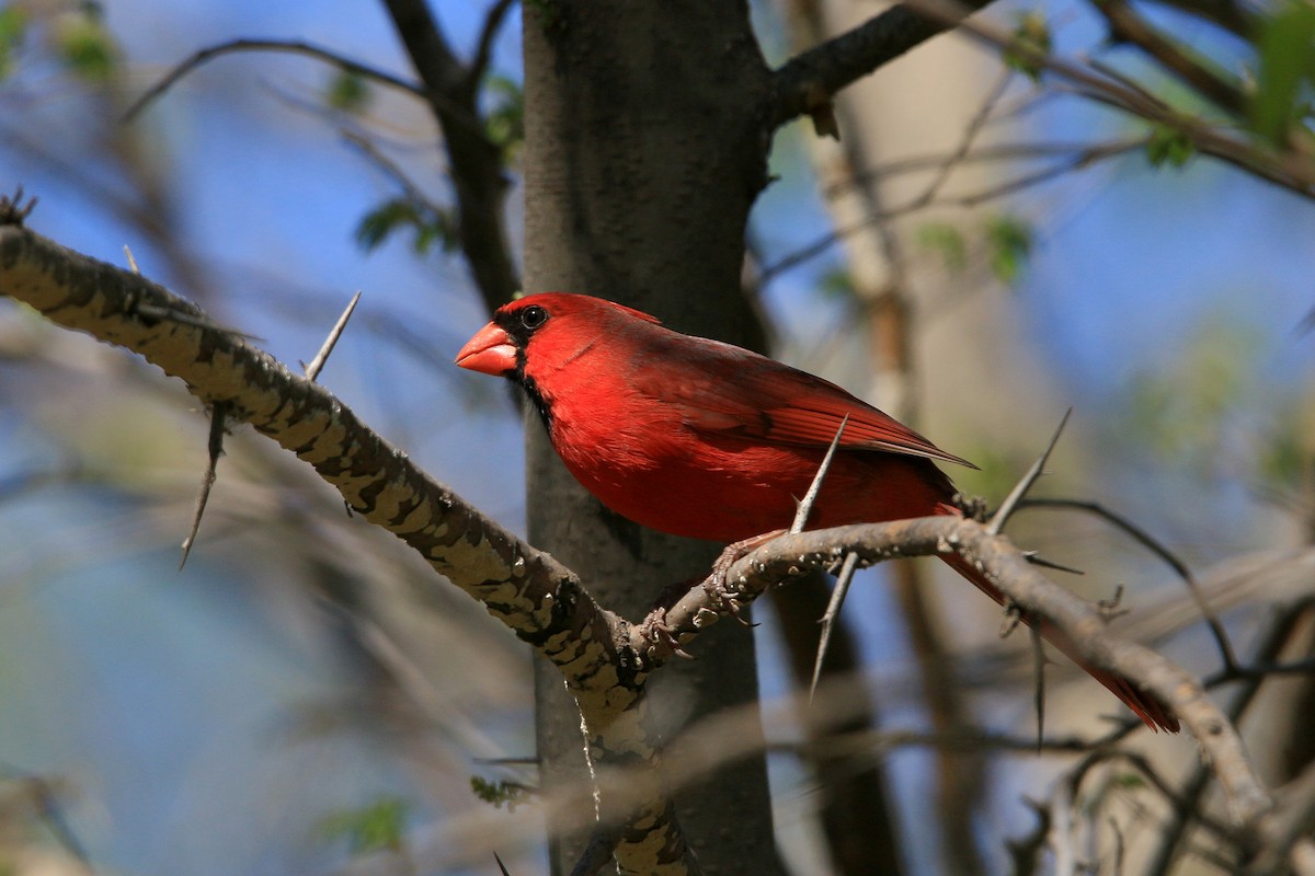 Cardinal rouge - ML617661004