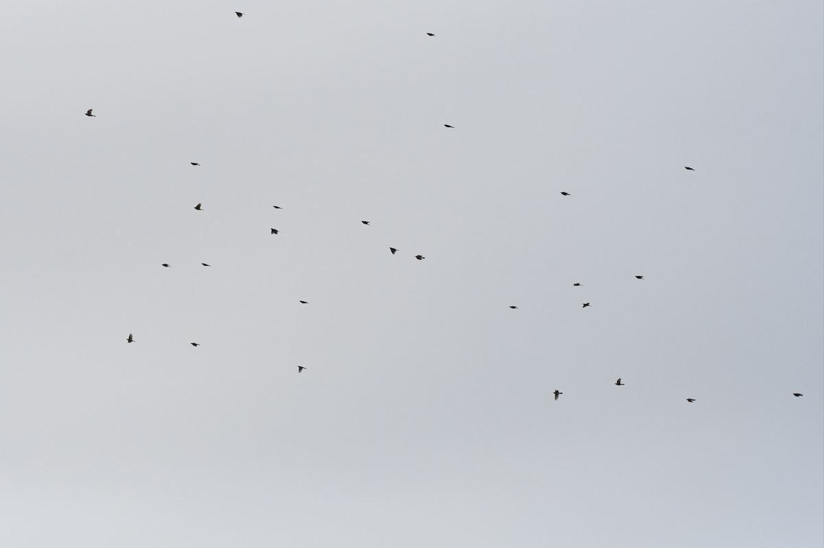 eBird Checklist 20 Apr 2024 Observatoire d'oiseaux de Tadoussac