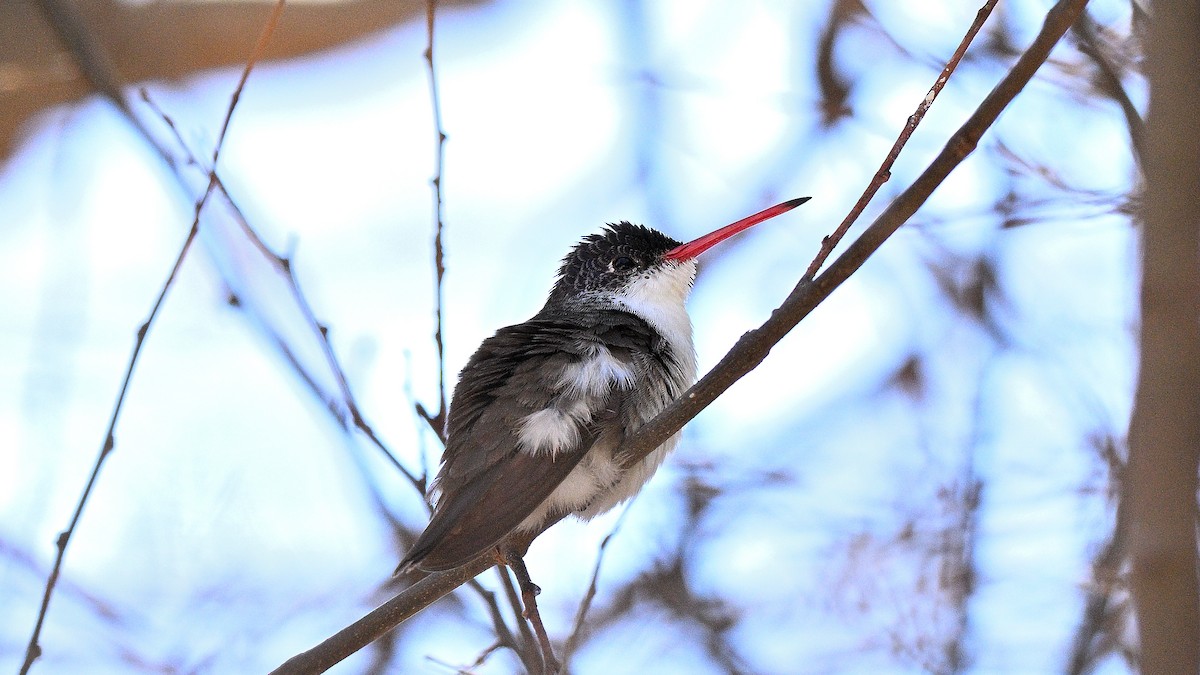 kolibřík fialovokorunkatý - ML617661117