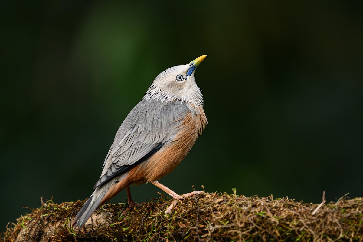 Chestnut-tailed Starling - ML617661118