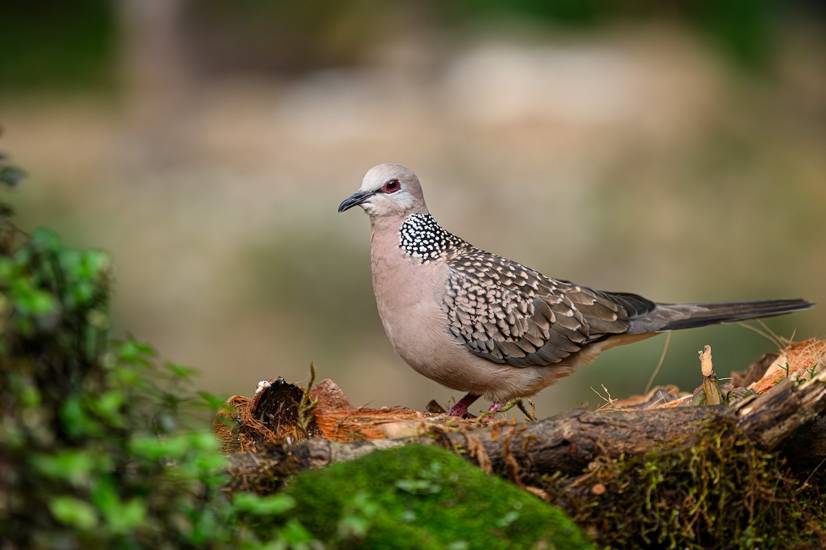 Spotted Dove - ML617661163