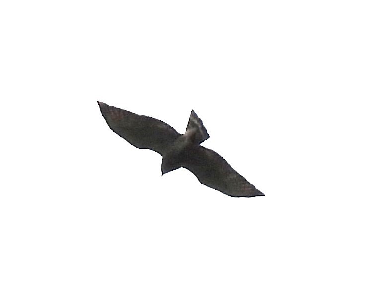 Broad-winged Hawk - ML617661191
