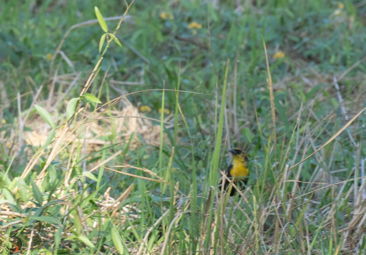 Yellow-headed Blackbird - David Rodríguez Arias